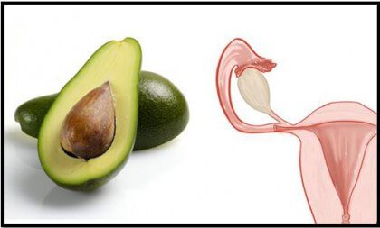 avocado-uterus