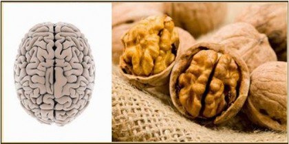 nuts-brain-e1453497078228