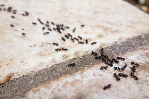 천연 개미 퇴치제 6가지