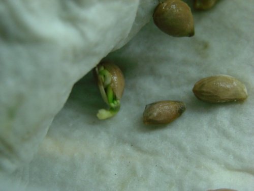 5-seeds