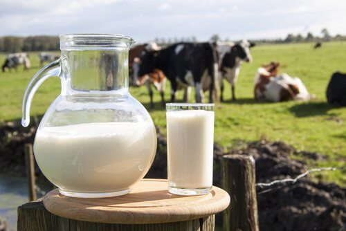 우유가 건강에 해로운 이유