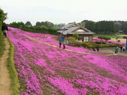 아픈 아내를 위한 꽃밭