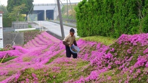시력을 잃은 아내를 위해 1000송이 꽃을 심은 남자 이야기