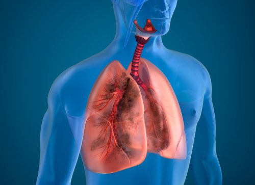 흡연자의 폐를 정화하는 10가지 천연 재료