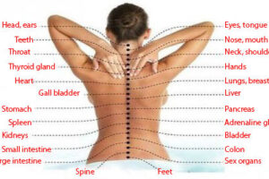 신체 장기와 연결된 척추의 중요성