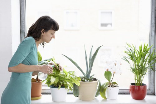 집 안의 공기를 정화시켜주는 8가지 식물
