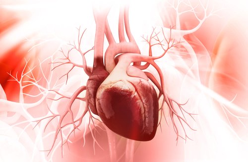 수박씨의 이점 - 3. 심혈관 건강을 개선한다
