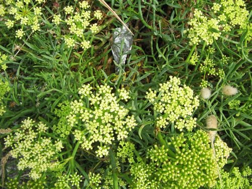 4. 씨 퍼넬(Sea fennel)