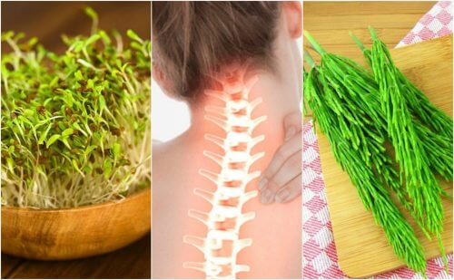 뼈 건강을 개선하는 7가지 약용 식물