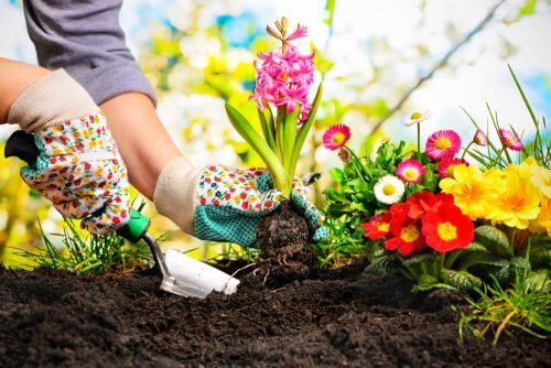 집에서 미니 정원을 가꾸는 아름다운 아이디어 5가지