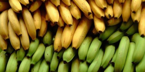 바나나와 플랜테인의 영양상 차이점 3가지