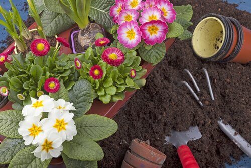 정원에서 쉽게 키울 수 있는 10가지 식물