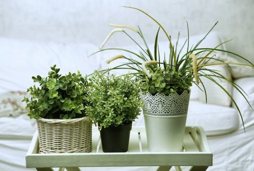 정원에서 쉽게 키울 수 있는 10가지 식물 화분