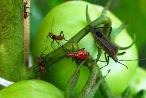 해충을 몰살시키는 자연 방충제 5가지