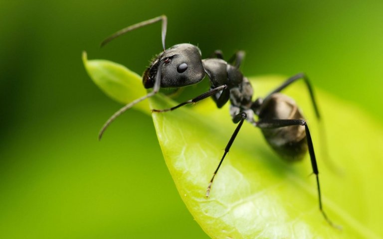 개미 방충제 정원에서 식초를 사용하는 7가지 방법
