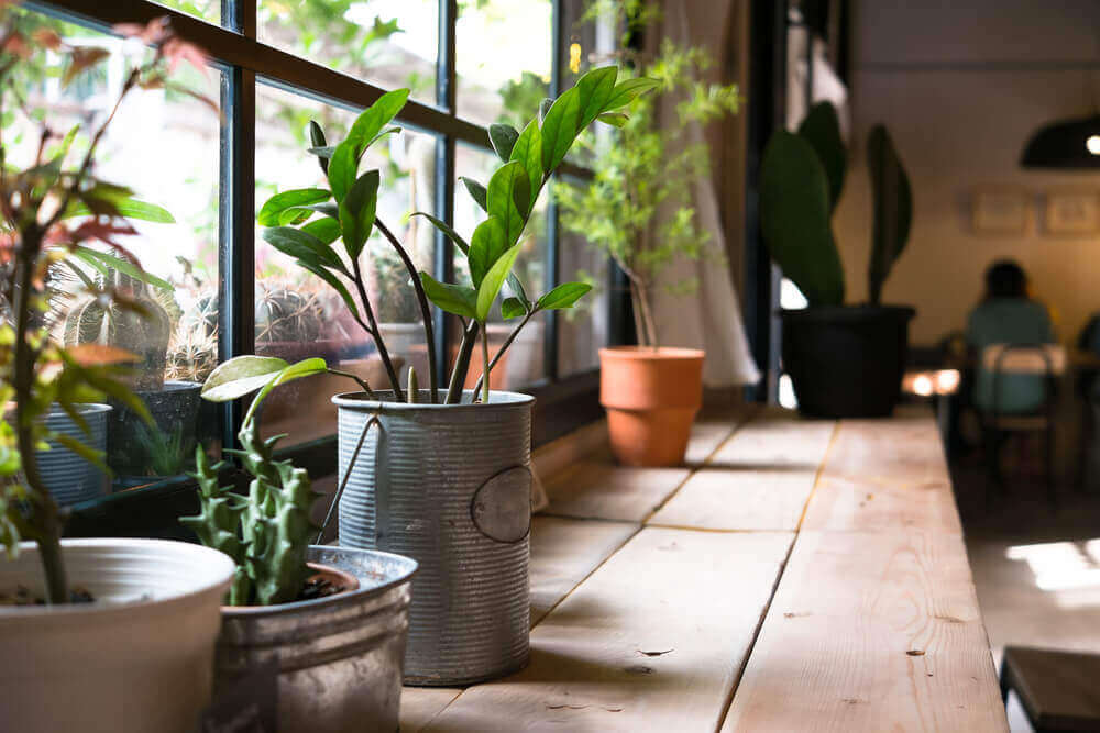 집 안에서 식물을 기르면 왜 건강에 좋을까?