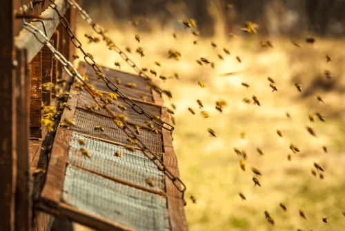 로열젤리는 벌에 의해 만들어지는 100% 천연 물질이다.