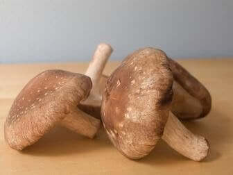 과학적으로 입증된 5가지 최고의 약용 버섯