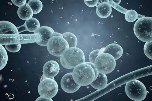 질 효모 감염증에 대해 무엇을 알고 있는가?