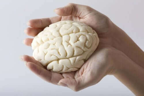뇌의 여러 가지 엽은 어떻게 나뉘어져 있을까?