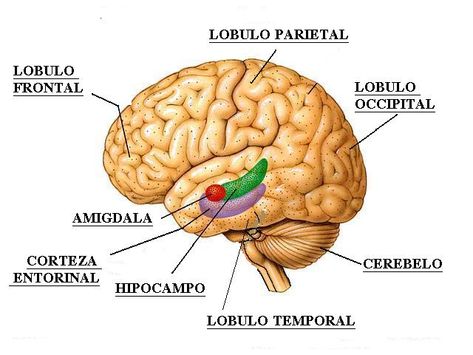 뇌엽의 기능은 무엇일까?