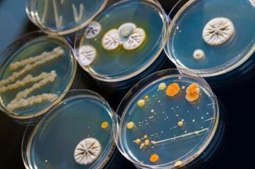 미생물의 종류에 따른 항균제의 분류