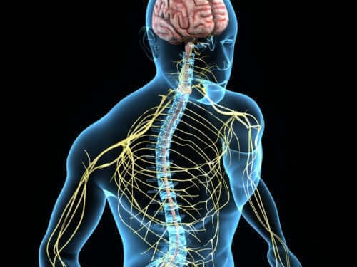 경부 척수 신경의 분배