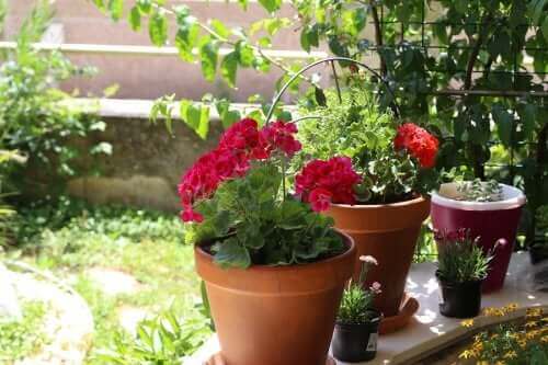 정원을 위한 여름꽃 6가지