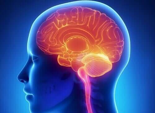 뇌의 보상 시스템 작동 방식 