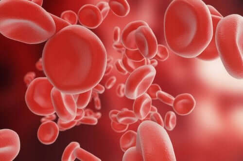 반상출혈은 어떻게 형성되는가?