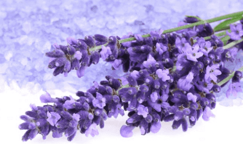 3. 라벤더(Lavender)