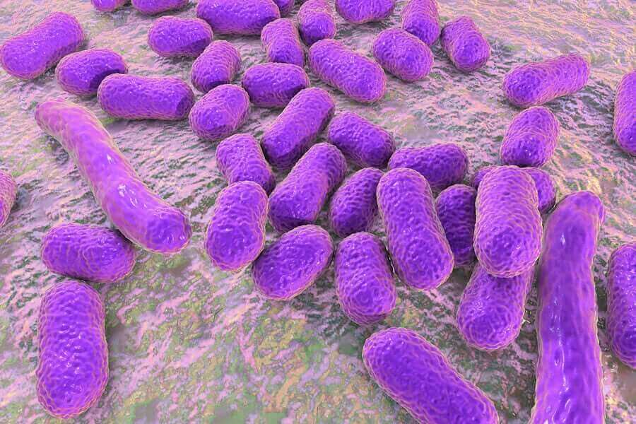 여름의 주요 병원균은 무엇일까?