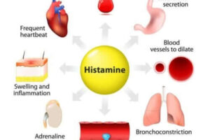 히스타민의 합성, 방출 및 기능