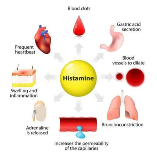 히스타민의 합성, 방출 및 기능