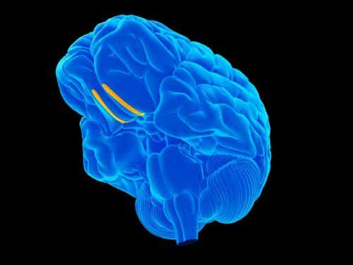12가지 뇌신경의 기능