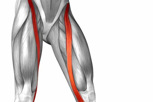 신체에서 가장 긴 근육인 넙다리 빗근은 무엇일까