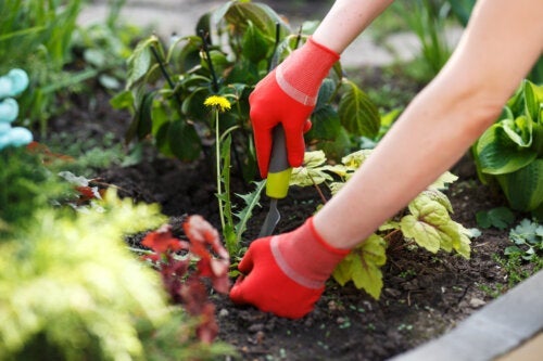 정원에 생긴 잡초 제거에 유용한 도구