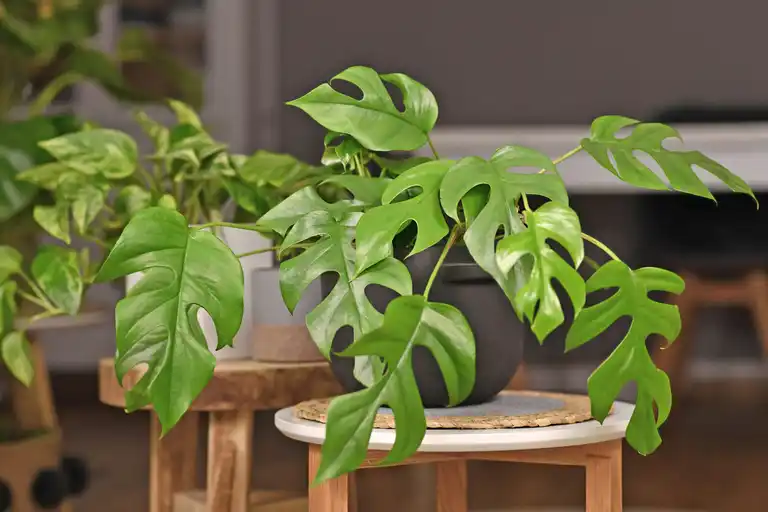 집 꾸미기에 좋은 실내 열대 식물 7가지