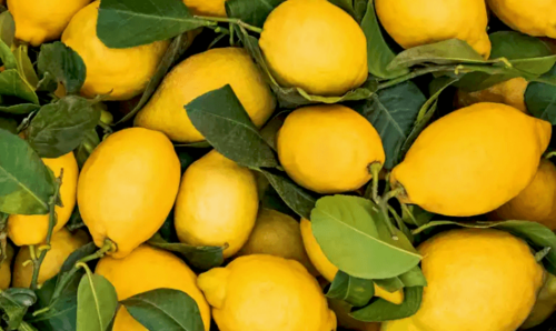 체중 감량에 도움이 되는 레몬 강황 물