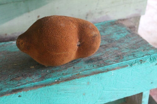 브라질의 코코아, 쿠푸아수 열매의 특성