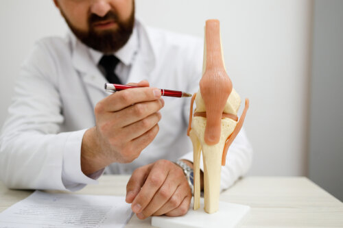 연골 종류, 특성 및 위치