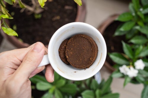 식물을 위한 커피 가루 활용법